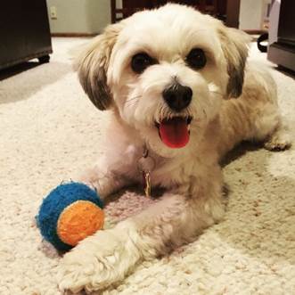 A dog lying on the floor with a ball